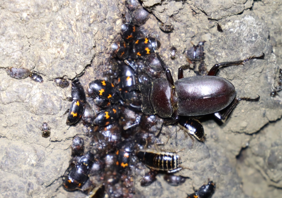 ヨツボシケシキスイ、ナミモンコケシキスイ、コクワガタ_Ｎｏ．7のクヌギ_クワガタ達のオアシス _2023年5月6日19時30分気温22度